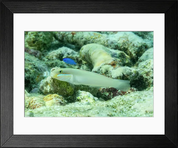 Framed Print : An adult bluestreak goby (Valenciennea strigata), on the reef off Kri Island, Raja Ampat, Indonesia, Southeast Asia Framed Print : An adult bluestreak goby (Valenciennea strigata), on the reef off Kri Island, Raja Ampat, Indonesia, Southeast Asia