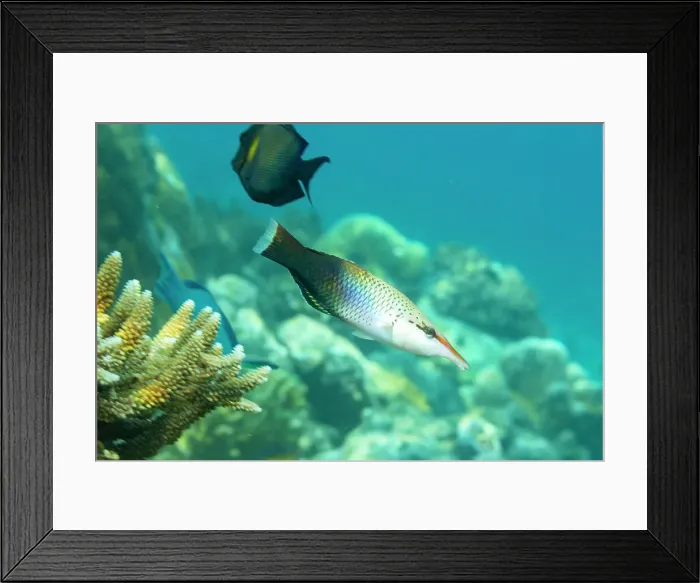 Framed Print : An adult bird wrasse (Gomphosus varius), on the reef off Kri Island, Raja Ampat, Indonesia, Southeast Asia