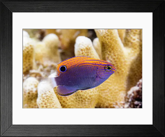 Framed Print : An adult speckled damsel (Pomacentrus bankanensis), off the reef on Wohof Island, Raja Ampat, Indonesia, Southeast Asia Framed Print : An adult speckled damsel (Pomacentrus bankanensis), off the reef on Wohof Island, Raja Ampat, Indonesia, Southeast Asia