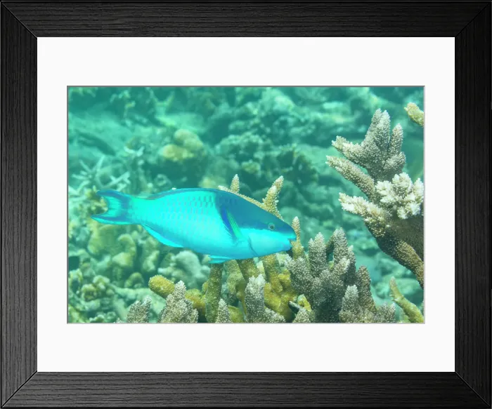 Framed Print : An adult darkcap parrotfish (Scarus oviceps), off the reef on Kawe Island, Raja Ampat, Indonesia, Southeast Asia Framed Print : An adult darkcap parrotfish (Scarus oviceps), off the reef on Kawe Island, Raja Ampat, Indonesia, Southeast Asia