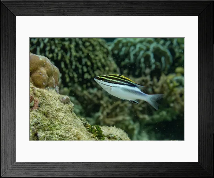 Framed Print : An adult bridled monocle bream (Scolopsis bilineata), off the reef on Bangka Island, near Manado, Indonesia, Southeast Asia Framed Print : An adult bridled monocle bream (Scolopsis bilineata), off the reef on Bangka Island, near Manado, Indonesia, Southeast Asia