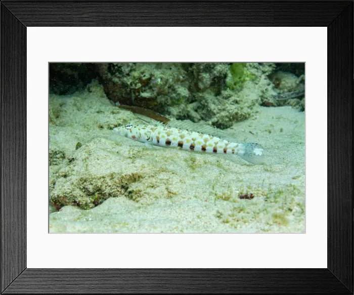 Framed Print : An adult thousand-spot grubfish (Parapercis millepunctatus), out over open sand off Bangka Island, Indonesia, Southeast Asia Framed Print : An adult thousand-spot grubfish (Parapercis millepunctatus), out over open sand off Bangka Island, Indonesia, Southeast Asia