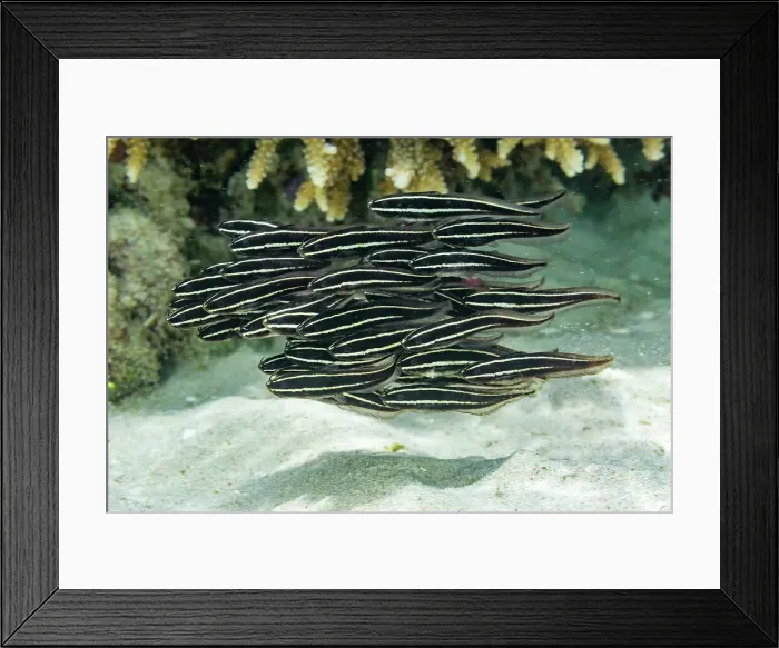 Framed Print : A school of striped catfish (Plotosus lineatus), off the reef on Bangka Island, near Manado, Indonesia, Southeast Asia Framed Print : A school of striped catfish (Plotosus lineatus), off the reef on Bangka Island, near Manado, Indonesia, Southeast Asia