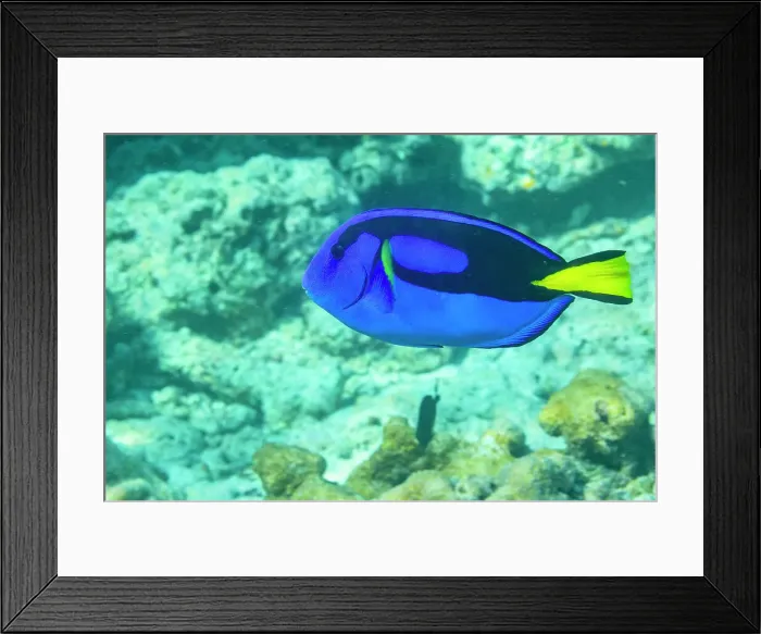 Framed Print : An adult palette tang (Paracanthurus hepatus), off Arborek Reef, Raja Ampat, Indonesia, Southeast Asia Framed Print : An adult palette tang (Paracanthurus hepatus), off Arborek Reef, Raja Ampat, Indonesia, Southeast Asia