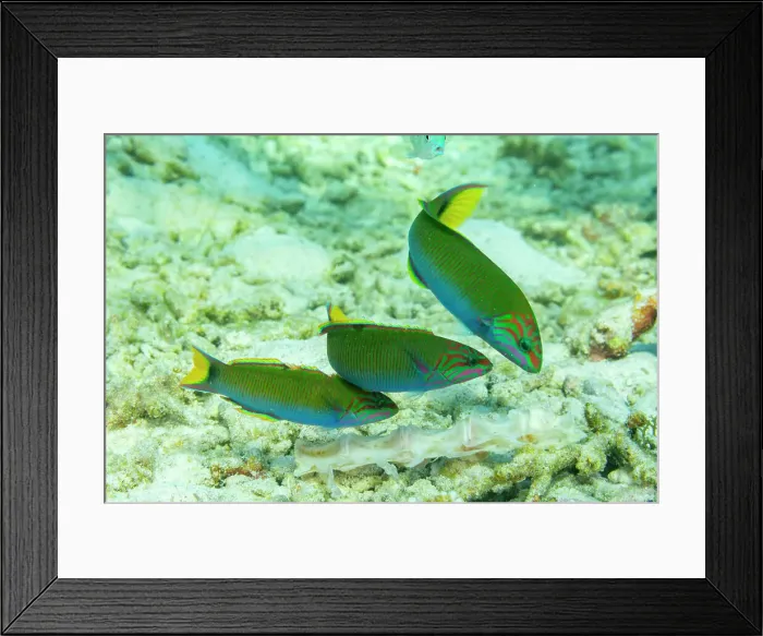 Framed Print : Three adult moon wrasse (Thalasomma lunare), on the reef off Port Airboret, Raja Ampat, Indonesia, Southeast Asia Framed Print : Three adult moon wrasse (Thalasomma lunare), on the reef off Port Airboret, Raja Ampat, Indonesia, Southeast Asia