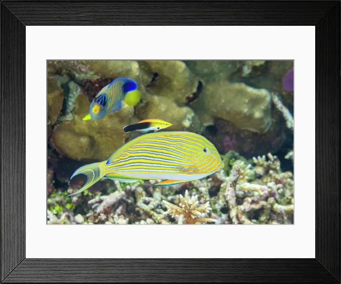 Framed Print : An adult bluestreak cleaner wrasse (Labroides dimidiatus) at a cleaning station on the reef off Kri Island, Raja Ampat, Indonesia, Southeast Asia Framed Print : An adult bluestreak cleaner wrasse (Labroides dimidiatus) at a cleaning station on the reef off Kri Island, Raja Ampat, Indonesia, Southeast Asia