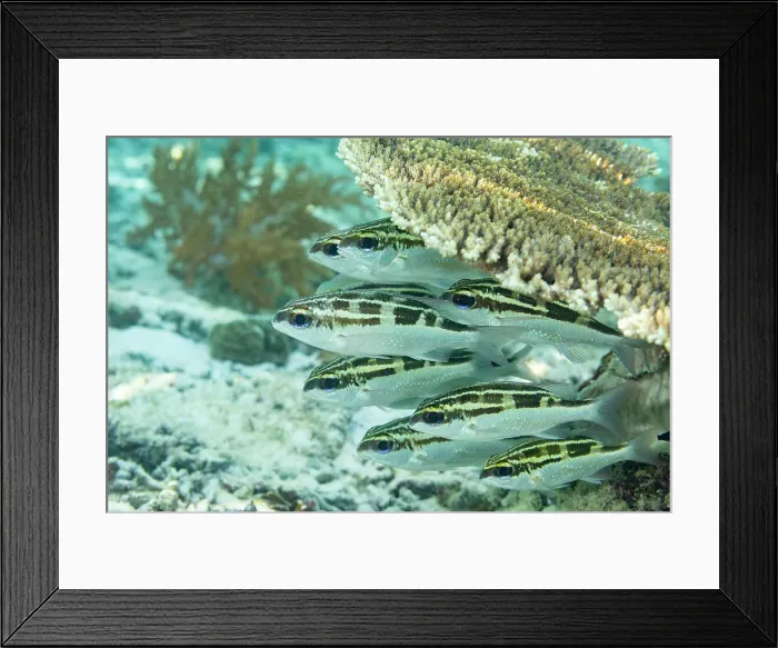 Framed Print : A school of adult bridled monocle bream (Scolopsis bilineata), off the reef on Bangka Island, near Manado, Indonesia, Southeast Asia Framed Print : A school of adult bridled monocle bream (Scolopsis bilineata), off the reef on Bangka Island, near Manado, Indonesia, Southeast Asia