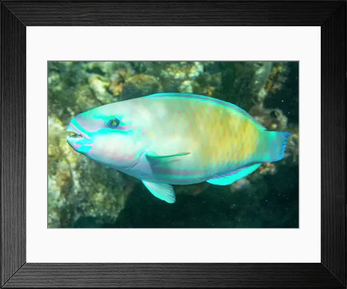 Framed Print : An adult Pacific bullethead parrotfish (Chlorurus spiluris), off the reef on Kawe Island, Raja Ampat, Indonesia, Southeast Asia Framed Print : An adult Pacific bullethead parrotfish (Chlorurus spiluris), off the reef on Kawe Island, Raja Ampat, Indonesia, Southeast Asia