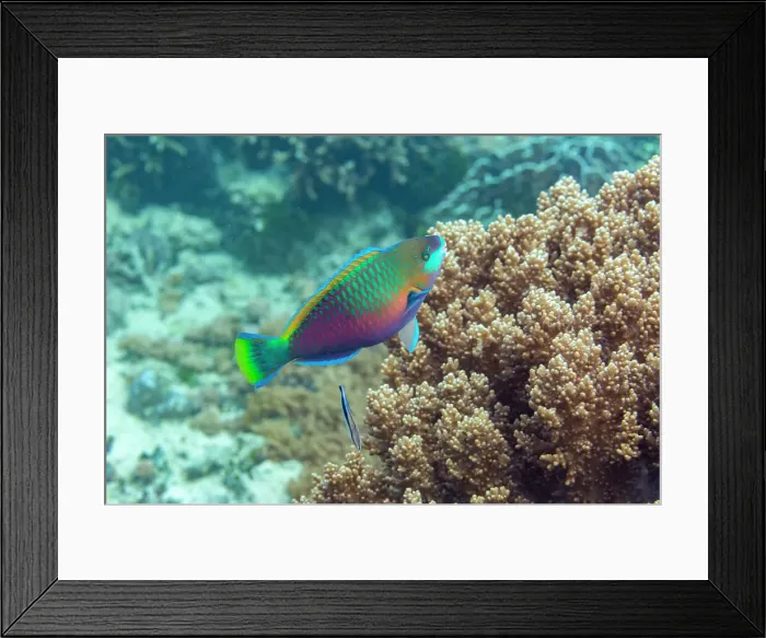 Framed Print : An adult Bleekers parrotfish (Chlorurus bleekeri), off the reef on Kawe Island, Raja Ampat, Indonesia, Southeast Asia Framed Print : An adult Bleekers parrotfish (Chlorurus bleekeri), off the reef on Kawe Island, Raja Ampat, Indonesia, Southeast Asia
