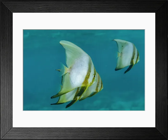 Framed Print : A school of round batfish (Platax orbicularis), off the reef on Bangka Island, near Manado, Indonesia, Southeast Asia Framed Print : A school of round batfish (Platax orbicularis), off the reef on Bangka Island, near Manado, Indonesia, Southeast Asia