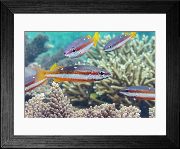 Framed Print : An adult twospot snapper (Lutjanus biguttatus), on the reef off Wohof Island, Raja Ampat, Indonesia, Southeast Asia Framed Print : An adult twospot snapper (Lutjanus biguttatus), on the reef off Wohof Island, Raja Ampat, Indonesia, Southeast Asia