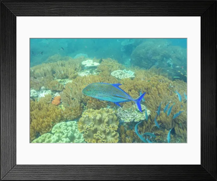 Framed Print : An adult bluefin trevally (Caranx melampygus), on the reef at Batu Hatrim, Raja Ampat, Indonesia, Southeast Asia Framed Print : An adult bluefin trevally (Caranx melampygus), on the reef at Batu Hatrim, Raja Ampat, Indonesia, Southeast Asia