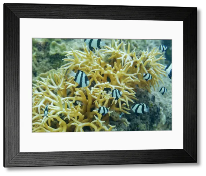 Framed Print : Adult humbug (Dascyllus aruanus), off the reef on Kawe Island, Raja Ampat, Indonesia, Southeast Asia Framed Print : Adult humbug (Dascyllus aruanus), off the reef on Kawe Island, Raja Ampat, Indonesia, Southeast Asia