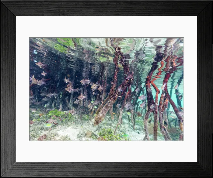 Framed Print : A school of orbicular cardinalfish (Sphaeramia orbicularis), in the mangroves off Wohof Island, Raja Ampat, Indonesia, Southeast Asia Framed Print : A school of orbicular cardinalfish (Sphaeramia orbicularis), in the mangroves off Wohof Island, Raja Ampat, Indonesia, Southeast Asia