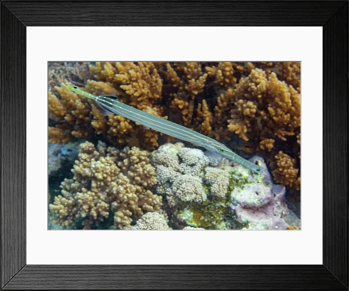 Framed Print : An adult trumpetfish (Aulostomus chinensis), off the reef on Bangka Island, near Manado, Indonesia, Southeast Asia Framed Print : An adult trumpetfish (Aulostomus chinensis), off the reef on Bangka Island, near Manado, Indonesia, Southeast Asia