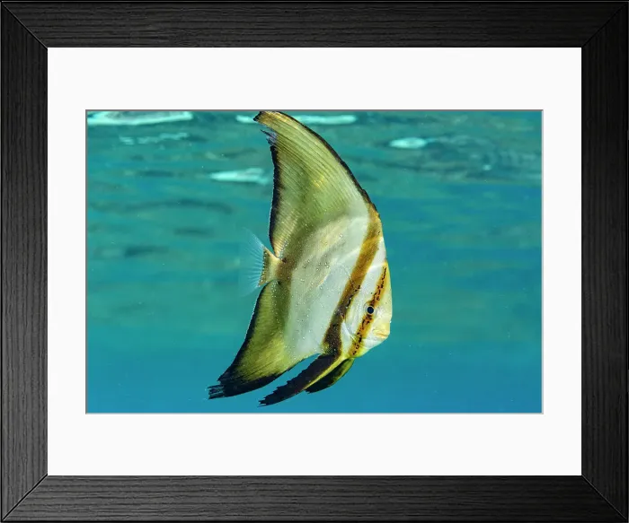 Framed Print : An adult round batfish (Platax orbicularis), off the reef on Bangka Island, near Manado, Indonesia, Southeast Asia Framed Print : An adult round batfish (Platax orbicularis), off the reef on Bangka Island, near Manado, Indonesia, Southeast Asia
