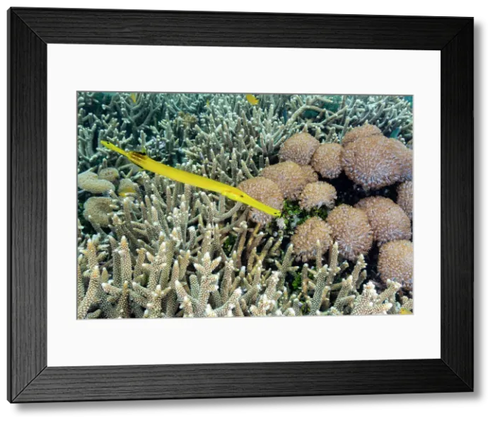 Framed Print : An adult trumpetfish (Aulostomus chinensis), off the reef on Bangka Island, near Manado, Indonesia, Southeast Asia Framed Print : An adult trumpetfish (Aulostomus chinensis), off the reef on Bangka Island, near Manado, Indonesia, Southeast Asia
