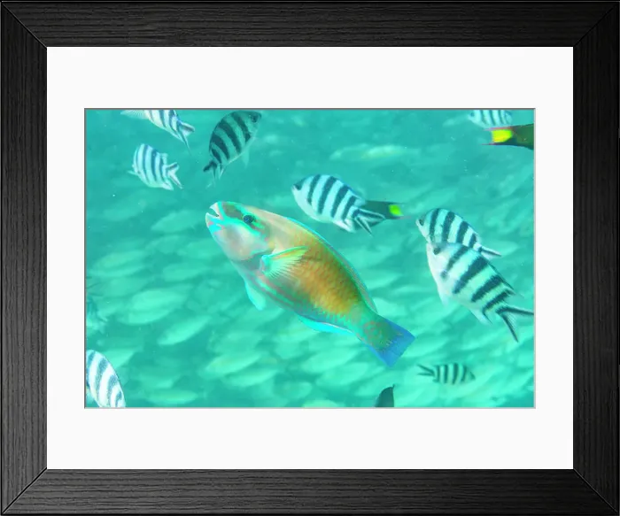 Framed Print : An adult Pacific bullethead parrotfish (Chlorurus spiluris), off the reef on Kawe Island, Raja Ampat, Indonesia, Southeast Asia Framed Print : An adult Pacific bullethead parrotfish (Chlorurus spiluris), off the reef on Kawe Island, Raja Ampat, Indonesia, Southeast Asia