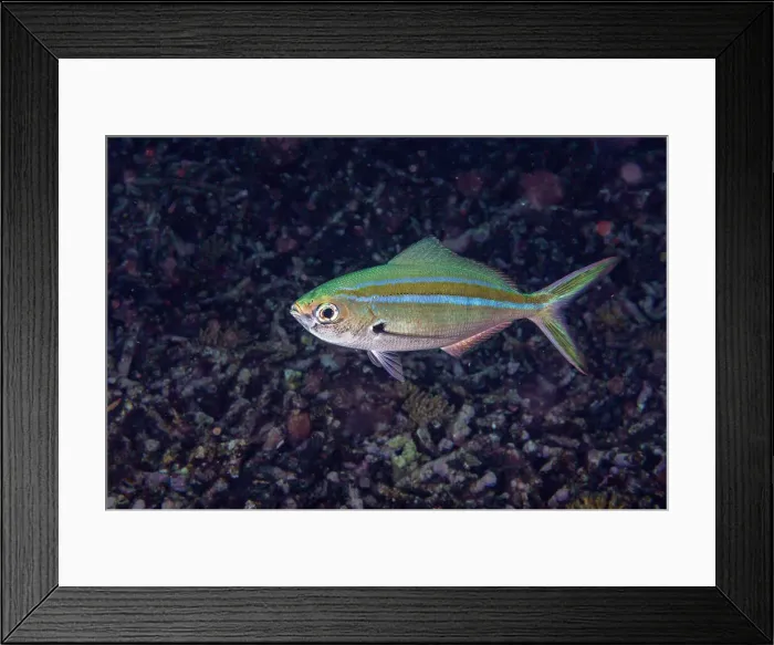 Framed Print : An adult scissor-tailed fusilier (Caesio caerulaurea), on the reef at Kri Island, Raja Ampat, Indonesia, Southeast Asia Framed Print : An adult scissor-tailed fusilier (Caesio caerulaurea), on the reef at Kri Island, Raja Ampat, Indonesia, Southeast Asia