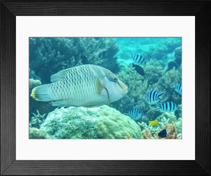 Framed Print : An adult Napoleon wrasse (Cheilinus undulatus), off the reef on Kawe Island, Raja Ampat, Indonesia, Southeast Asia Framed Print : An adult Napoleon wrasse (Cheilinus undulatus), off the reef on Kawe Island, Raja Ampat, Indonesia, Southeast Asia