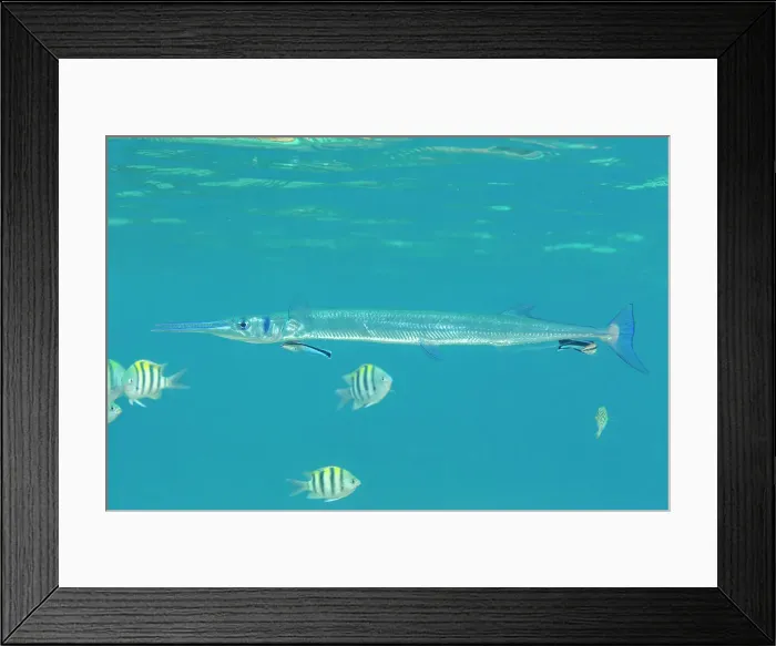 Framed Print : An adult crocodile needlefish (Tylosurus crocodilus) being cleaned on the reef off Bangka Island, Indonesia, Southeast Asia Framed Print : An adult crocodile needlefish (Tylosurus crocodilus) being cleaned on the reef off Bangka Island, Indonesia, Southeast Asia