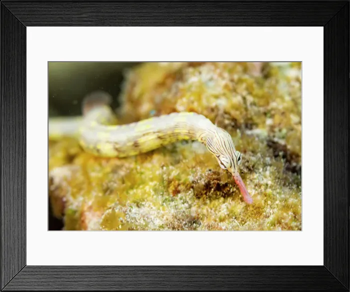 Framed Print : An adult banded pipefish (Dunckerocampus dactyliophorus), on the reef off Wohof Island, Raja Ampat, Indonesia, Southeast Asia Framed Print : An adult banded pipefish (Dunckerocampus dactyliophorus), on the reef off Wohof Island, Raja Ampat, Indonesia, Southeast Asia