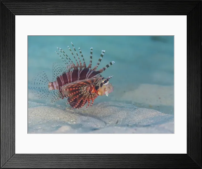Framed Print : An adult zebra lionfish (Dendrochirus zebra), out over open sand off Bangka Island, Indonesia, Southeast Asia Framed Print : An adult zebra lionfish (Dendrochirus zebra), out over open sand off Bangka Island, Indonesia, Southeast Asia