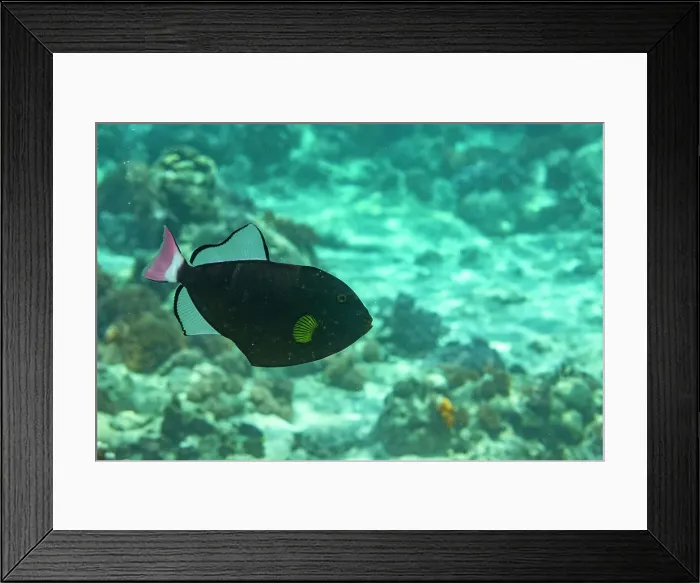 Framed Print : An adult pinktail triggerfish (Melichthys vidua) swimming on the reef off Bangka Island, Indonesia, Southeast Asia Framed Print : An adult pinktail triggerfish (Melichthys vidua) swimming on the reef off Bangka Island, Indonesia, Southeast Asia