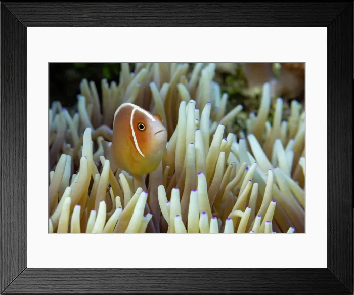 Framed Print : An adult pink skunk anemonefish (Amphiprion perideraion), swimming on the reef off Bangka Island, Indonesia, Southeast Asia Framed Print : An adult pink skunk anemonefish (Amphiprion perideraion), swimming on the reef off Bangka Island, Indonesia, Southeast Asia