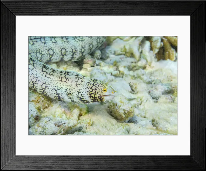 Framed Print : An adult snowflake moray eel (Echidna nebulosa), on the reef off Port Airboret, Raja Ampat, Indonesia, Southeast Asia Framed Print : An adult snowflake moray eel (Echidna nebulosa), on the reef off Port Airboret, Raja Ampat, Indonesia, Southeast Asia