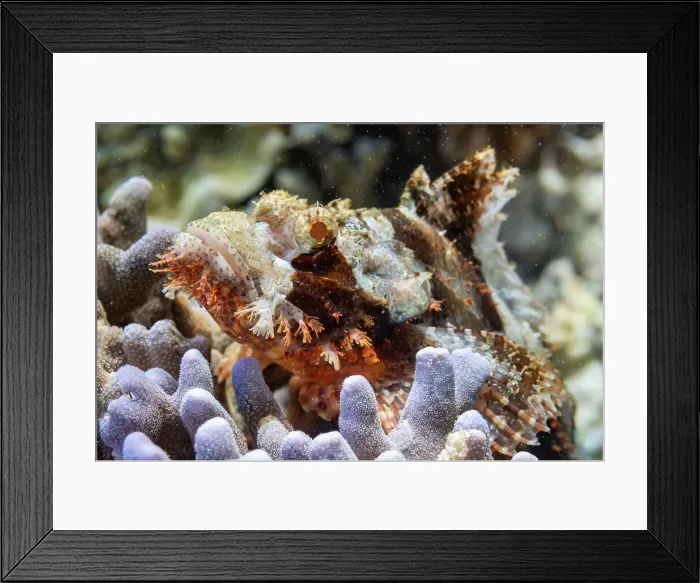 Framed Print : An adult tassled scorpionfish (Scorpaenopsis oxycephalus) camouflaged in the coral, Port Airboret, Raja Ampat, Indonesia, Southeast Asia