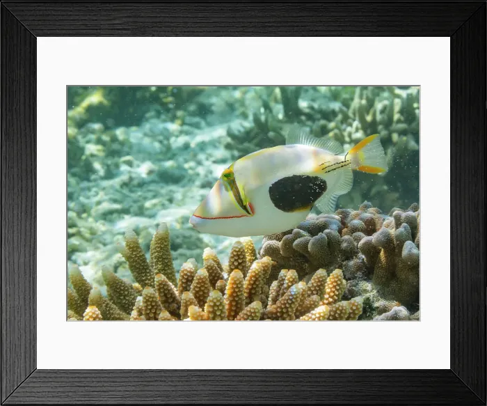 Framed Print : An adult blackpatch triggerfish (Rhinecanthus verrucosus), swimming on the reef off Bangka Island, Indonesia, Southeast Asia Framed Print : An adult blackpatch triggerfish (Rhinecanthus verrucosus), swimming on the reef off Bangka Island, Indonesia, Southeast Asia