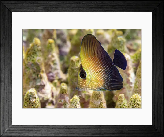Framed Print : A juvenile brown tang (Zebrasoma scopas), on the reef off Kawe Island, Raja Ampat, Indonesia, Southeast Asia