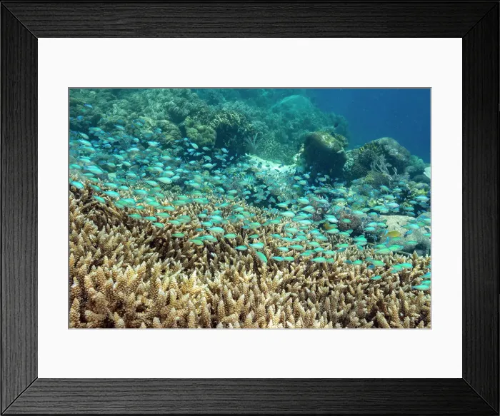 Framed Print : Adult blue-green chromis (Chromis virdis), on the reef off Kri Island, Raja Ampat, Indonesia, Southeast Asia Framed Print : Adult blue-green chromis (Chromis virdis), on the reef off Kri Island, Raja Ampat, Indonesia, Southeast Asia