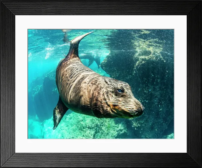 Framed Print : Adult male Galapagos sea lion (Zalophus wollebaeki), underwater on Santiago Island, Galapagos Islands, UNESCO World Heritage Site, Ecuador, South America Framed Print : Adult male Galapagos sea lion (Zalophus wollebaeki), underwater on Santiago Island, Galapagos Islands, UNESCO World Heritage Site, Ecuador, South America