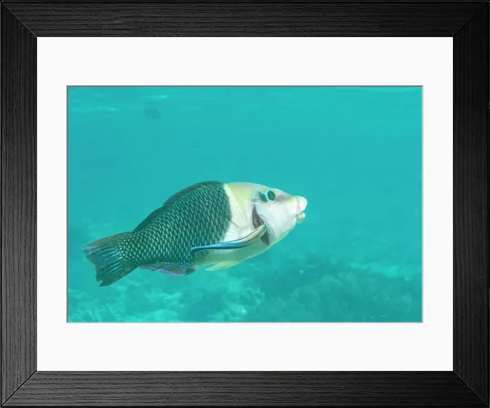 Framed Print : An adult blackeye thicklip (Hemigymnus melapterus), being cleaned off Port Airboret, Raja Ampat, Indonesia, Southeast Asia, Asia Framed Print : An adult blackeye thicklip (Hemigymnus melapterus), being cleaned off Port Airboret, Raja Ampat, Indonesia, Southeast Asia, Asia