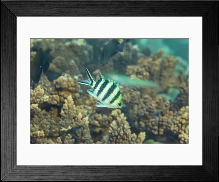 Framed Print : An adult scissortail sergeant (Abudefduf sexfasciatus), on the reef off Kawe Island, Raja Ampat, Indonesia, Southeast Asia Framed Print : An adult scissortail sergeant (Abudefduf sexfasciatus), on the reef off Kawe Island, Raja Ampat, Indonesia, Southeast Asia