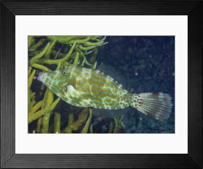 Framed Print : An adult scrawled filefish (Aluterus scriptus), on the reef off Kri Island, Raja Ampat, Indonesia, Southeast Asia, Asia Framed Print : An adult scrawled filefish (Aluterus scriptus), on the reef off Kri Island, Raja Ampat, Indonesia, Southeast Asia, Asia