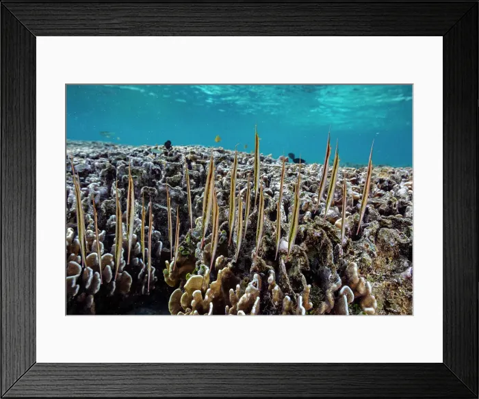 Framed Print : A school of jointed razorfish (Aeoliscus strigatus), in their usual head down formation, off Bangka Island, Indonesia, Southeast Asia, Asia Framed Print : A school of jointed razorfish (Aeoliscus strigatus), in their usual head down formation, off Bangka Island, Indonesia, Southeast Asia, Asia