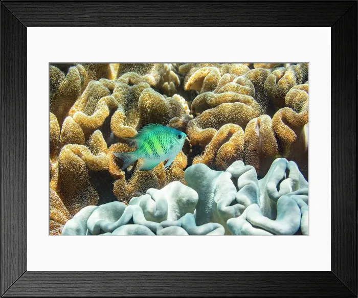 Framed Print : An adult Indo-Pacific sergeant major (Abudefduf vaigiensis) on the reef off Arborek Reef, Raja Ampat, Indonesia, Southeast Asia, Asia Framed Print : An adult Indo-Pacific sergeant major (Abudefduf vaigiensis) on the reef off Arborek Reef, Raja Ampat, Indonesia, Southeast Asia, Asia