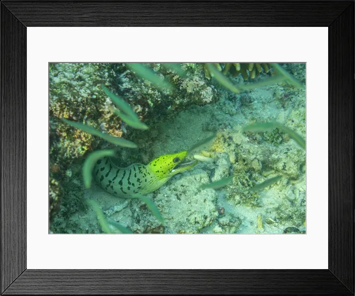 Framed Print : An adult fimbriated moray eel (Gymnothorax fimbriatus), surrounded by small fish off Bangka Island, Indonesia, Southeast Asia, Asia Framed Print : An adult fimbriated moray eel (Gymnothorax fimbriatus), surrounded by small fish off Bangka Island, Indonesia, Southeast Asia, Asia
