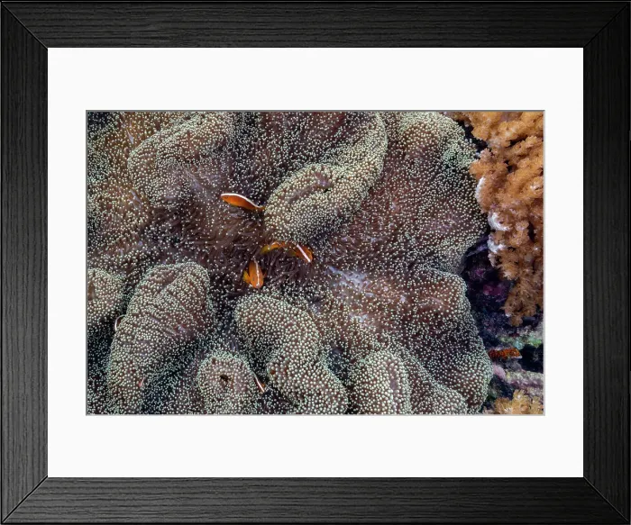 Framed Print : An adult orange skunk anemonefish (Amphiprion sandaracinos) swimming on the reef off Bangka Island, Indonesia, Southeast Asia, Asia Framed Print : An adult orange skunk anemonefish (Amphiprion sandaracinos) swimming on the reef off Bangka Island, Indonesia, Southeast Asia, Asia