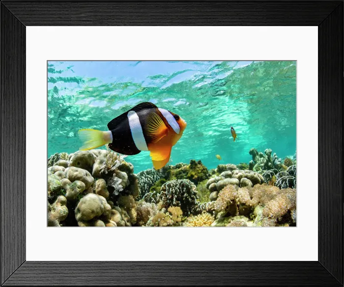 Framed Print : An adult Clarks anemonefish (Amphiprion clarkii), swimming over the reef near Bangka Island, Indonesia, Southeast Asia, Asia Framed Print : An adult Clarks anemonefish (Amphiprion clarkii), swimming over the reef near Bangka Island, Indonesia, Southeast Asia, Asia