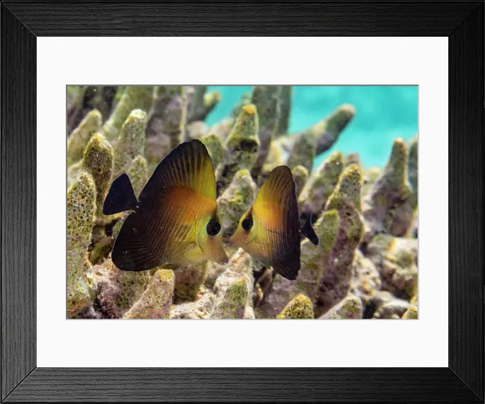 Framed Print : A pair of juvenile brown tangs (Zebrasoma scopas), on the reef off Kawe Island, Raja Ampat, Indonesia, Southeast Asia, Asia Framed Print : A pair of juvenile brown tangs (Zebrasoma scopas), on the reef off Kawe Island, Raja Ampat, Indonesia, Southeast Asia, Asia