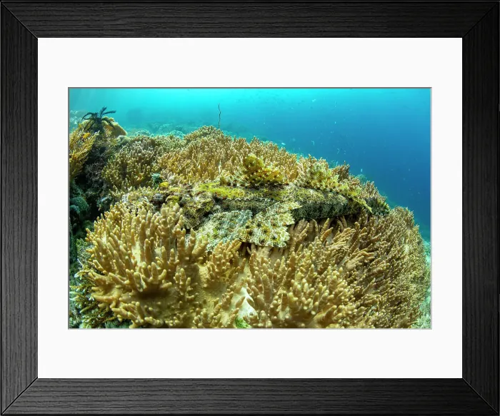 Framed Print : An adult crocodile flathead (Cymbacephalus beauforti) camouflaged in the coral, Waigeo Island, Raja Ampat, Indonesia, Southeast Asia, Asia Framed Print : An adult crocodile flathead (Cymbacephalus beauforti) camouflaged in the coral, Waigeo Island, Raja Ampat, Indonesia, Southeast Asia, Asia