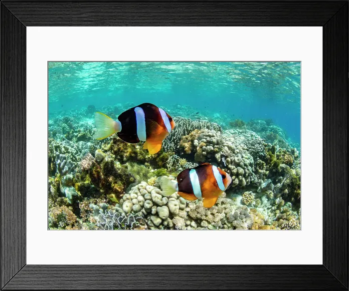 Framed Print : An adult Clarks anemonefish (Amphiprion clarkii) swimming over the reef near Bangka Island, Indonesia, Southeast Asia, Asia Framed Print : An adult Clarks anemonefish (Amphiprion clarkii) swimming over the reef near Bangka Island, Indonesia, Southeast Asia, Asia