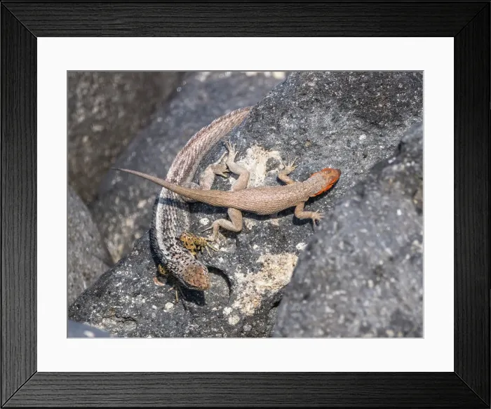 Framed Print : Galapagos lava lizard (Microlophus albemarlensis) pair in courtship on North Seymour Island, Galapagos Islands, UNESCO World Heritage Site, Ecuador, South America Framed Print : Galapagos lava lizard (Microlophus albemarlensis) pair in courtship on North Seymour Island, Galapagos Islands, UNESCO World Heritage Site, Ecuador, South America