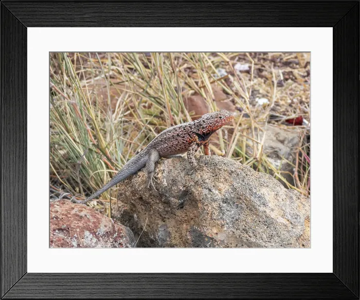 Framed Print : Adult male Galapagos lava lizard (Microlophus albemarlensis), Santa Cruz Island, Galapagos Islands, UNESCO World Heritage Site, Ecuador, South America Framed Print : Adult male Galapagos lava lizard (Microlophus albemarlensis), Santa Cruz Island, Galapagos Islands, UNESCO World Heritage Site, Ecuador, South America