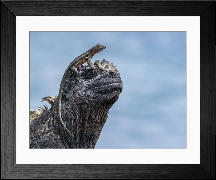 Framed Print : Galapagos marine iguana (Amblyrhynchus cristatus), Galapagos lava lizard (Microlophus albemarlensis), Galapagos Islands, UNESCO World Heritage Site, Ecuador, South America Framed Print : Galapagos marine iguana (Amblyrhynchus cristatus), Galapagos lava lizard (Microlophus albemarlensis), Galapagos Islands, UNESCO World Heritage Site, Ecuador, South America