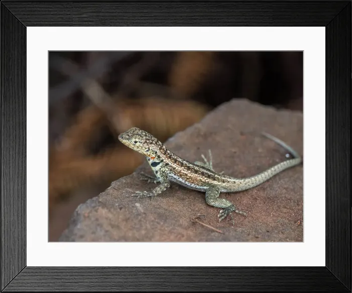 Framed Print : Adult female Galapagos lava lizard (Microlophus albemarlensis), Santa Cruz Island, Galapagos Islands, UNESCO World Heritage Site, Ecuador, South America Framed Print : Adult female Galapagos lava lizard (Microlophus albemarlensis), Santa Cruz Island, Galapagos Islands, UNESCO World Heritage Site, Ecuador, South America